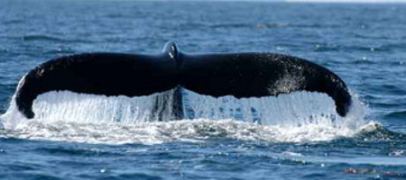 Affectation de l'ouïe des baleines