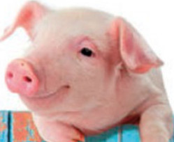 Les petits cochons, ça peut rendre sourd
