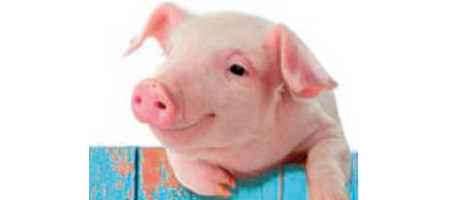 Les petits cochons, ça peut rendre sourd