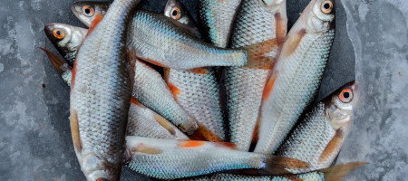Le poisson améliore l'audition
