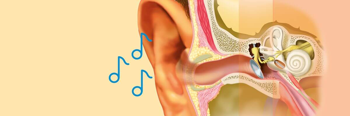Comprendre le processus de l'audition et le fonctionnement des oreilles