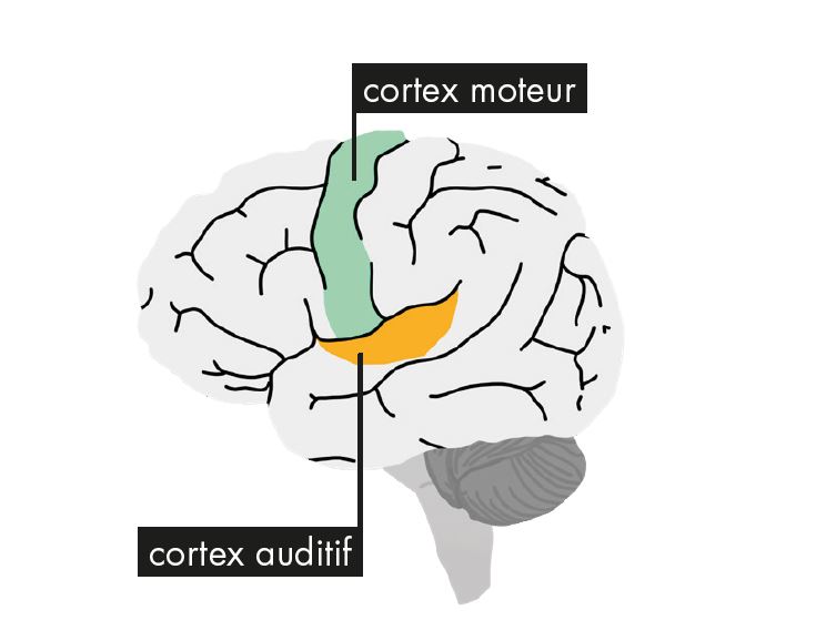 Entendre fait travailler deux cortex de notre cerveau