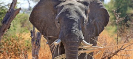 Les oreilles et la bonne audition de l'éléphant impressionnent