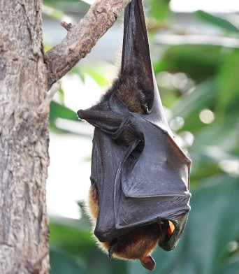 Découvrez la formidable acuité auditive de la chauve-souris