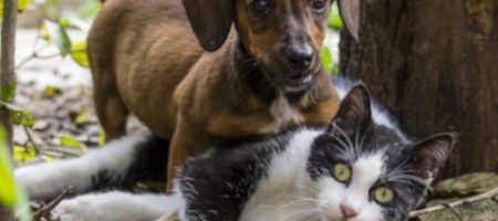 L'ouïe de nos petits amis est bien meilleure que celle de l'humain