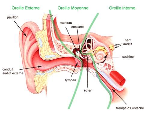Découpe du système auditif humain