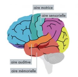 Zones du cerveau où agit la musique par Audition Conseil Pyrénées Orientales