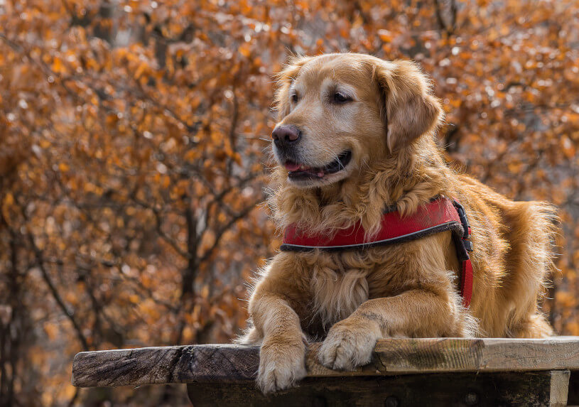 Des chiens guides pour personnes malentendantes