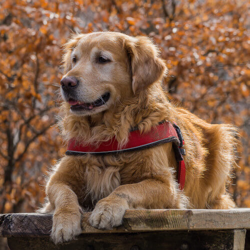 Des chiens guides pour personnes malentendantes