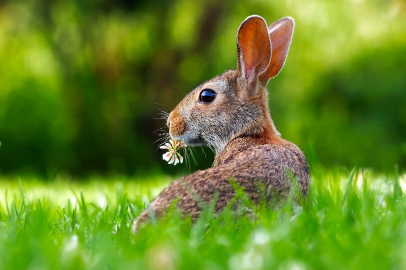 Gagnant et perdant de l'audition chez les animaux