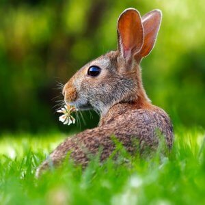 L'audition des animaux dans la nature