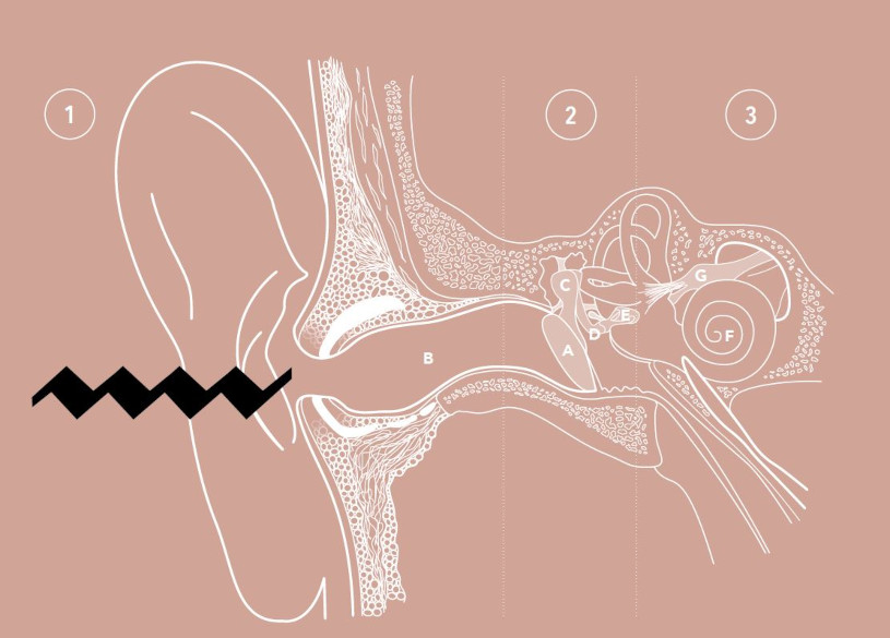 Schéma oreille interne