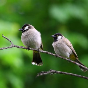 Découvrez l'appeau, un sifflet qui imite le chant des oiseaux