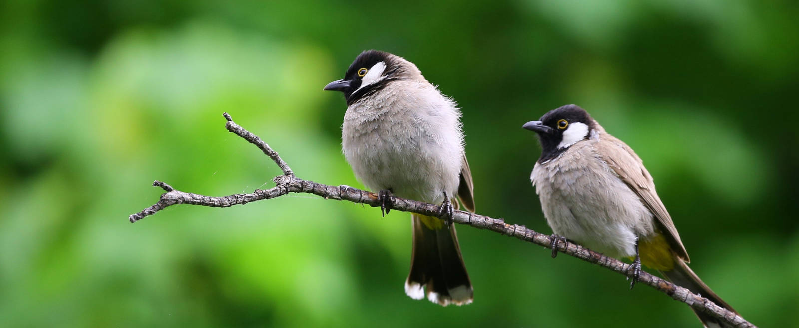 Appeaux : jouer de l'appeau pour recréer des ambiances naturelles