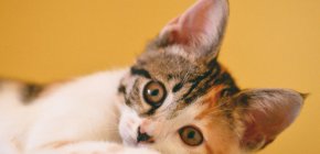 Tout comprendre sur la communication des chats avec Audition Conseil