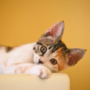 Tout comprendre sur la communication des chats avec Audition Conseil