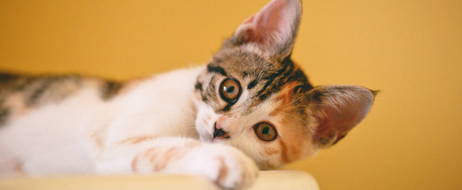 Audition Conseil vous en dit plus sur la communication des chats avec l'être humain