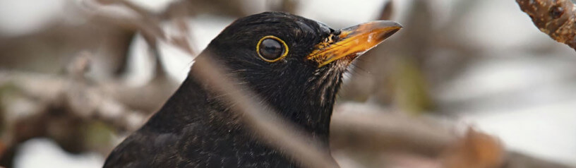 Influence de la pollution sonore sur les animaux