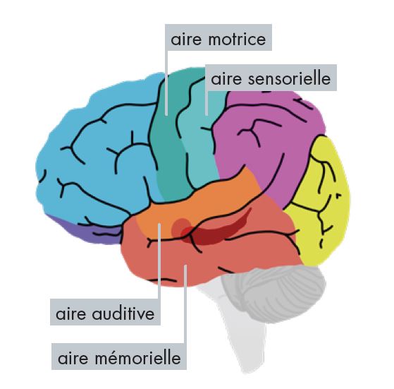 Zones du cerveau où agit la musique