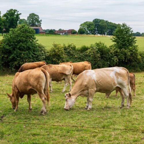 L'influence de la musique sur la production laitière des vaches