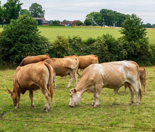 L'influence de la musique sur la production laitière des vaches