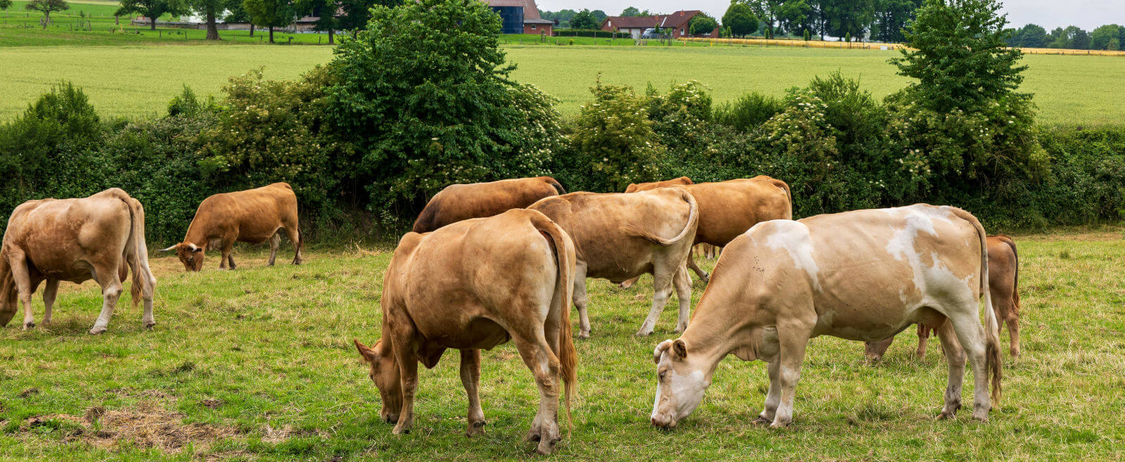 Audition Conseil vous parle de l'influence de la musique sur les vaches