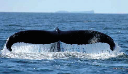 Les sonars militaires pires ennemis des baleines